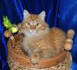 Золотой мальчишка кот Плюшик в дар