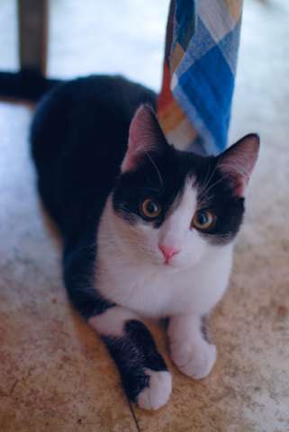 Котик ищет новый дом Котик ищет новый дом