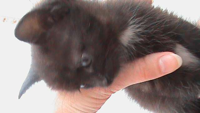 Симпатичные котята Симпатичные котята