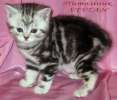 Британские котята черный мрамор на серебре из VIVIAN