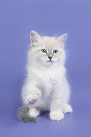Невские маскарадные котята из питомника Невские маскарадные котята из питомника