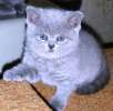 очаровательные котята британские голубые и шотландские вислоухие