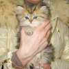Питомник персидских шиншилл "Стар Лайт"предлагает элитных котят серебристого и золотистого