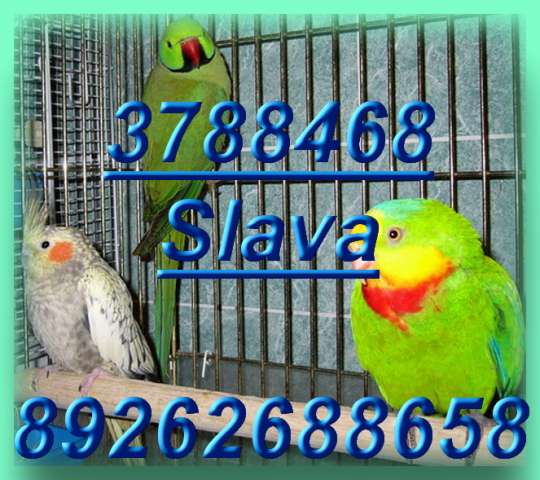 Попугаи большие, средние, малые - виды, продаю. Попугаи большие, средние, малые - виды, продаю.