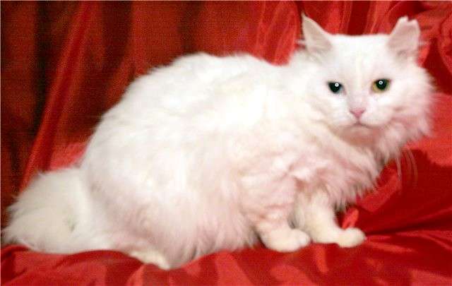 Котейка разноглазга Арно 2года. все еще надеется. Котейка разноглазга Арно 2года. все еще надеется.