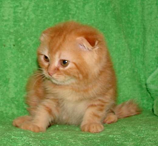 Шотландский вислоухий котик Шотландский вислоухий котик
