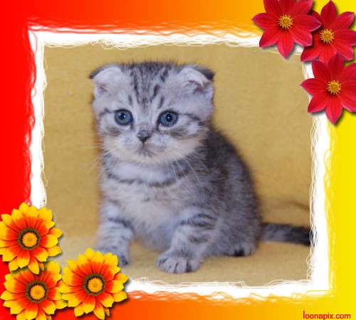 Шотландский котик 3000 руб. Шотландский котик 3000 руб.