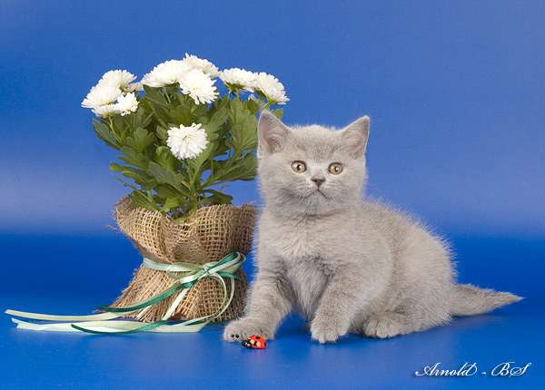Британские котята голубые и лиловые. Звоните! 8-916-611-44-96 Британские котята голубые и лиловые. Звоните! 8-916-611-44-96