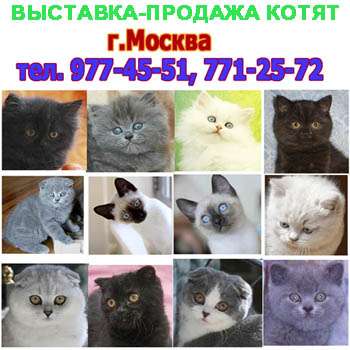 ВЫСТАВКА пав 64 И ПРОДАЖА КОТЯТ ВЫСТАВКА пав 64 И ПРОДАЖА КОТЯТ