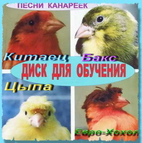 Продажа канареек, кенарей певчих, поющих, гарантия пения. Питомник разведения попугаев, канареек. Продажа канареек, кенарей певчих, поющих, гарантия пения. Питомник разведения попугаев, канареек.