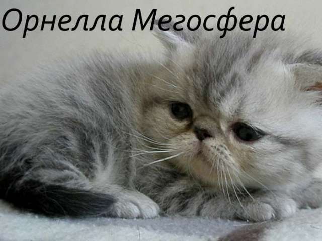 Экзотические короткошерстные котята Экзотические короткошерстные котята