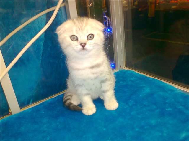 Скоттиш фолд и страйт-Шотландские (вислоухие и прямоухие) элитные котята Скоттиш фолд и страйт-Шотландские (вислоухие и прямоухие) элитные котята
