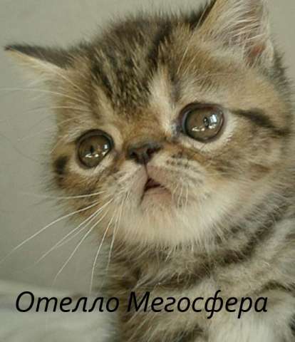 Экзотические короткошерстные котята Экзотические короткошерстные котята