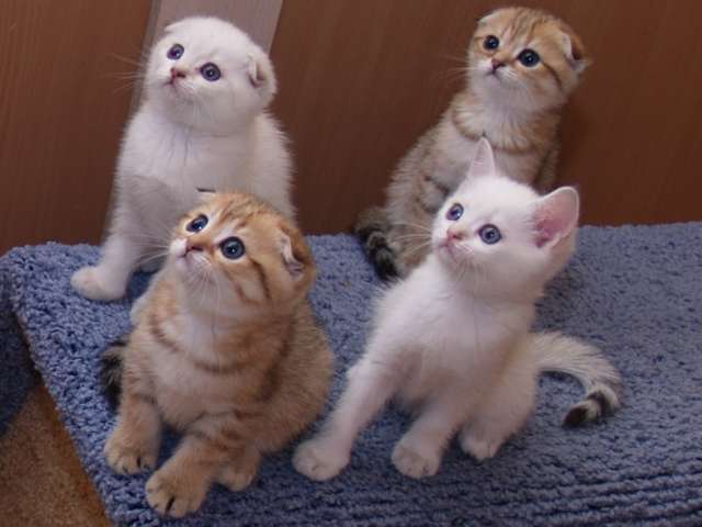 GelioCats