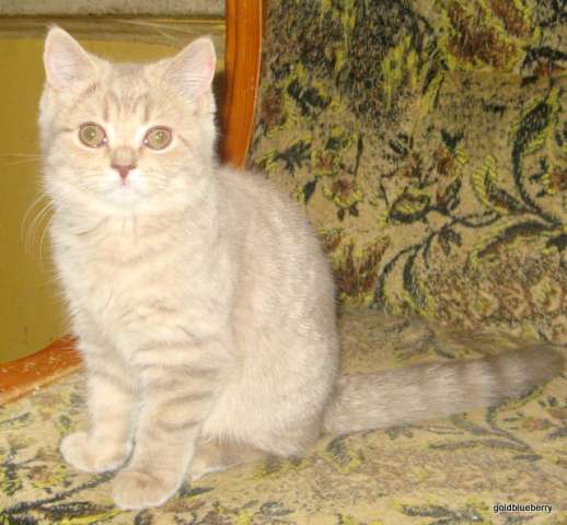 ПЛЮШЕВАЯ РОЗОВЕНЬКАЯ КОШЕЧКА ПЛЮШЕВАЯ РОЗОВЕНЬКАЯ КОШЕЧКА