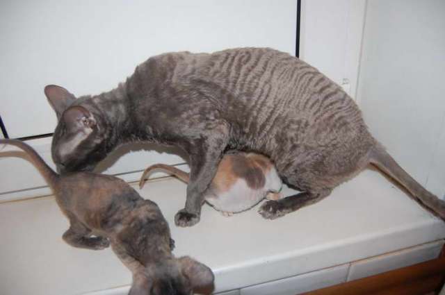 Корниш рекс - кудрявые котята. Корниш рекс - кудрявые котята.