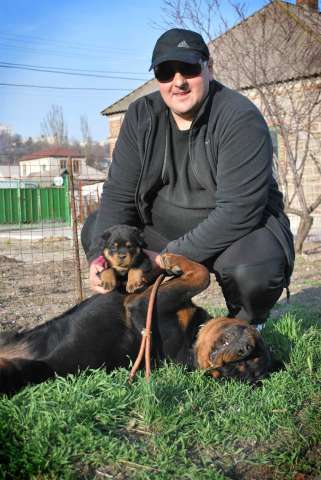 Продажа щенков,питомник "Ротвейлеры со двора Артура" Продажа щенков,питомник "Ротвейлеры со двора Артура"