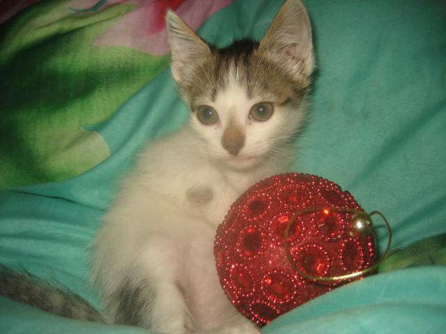 Полосатые котята-девочки (1 мес.) в дар Полосатые котята-девочки (1 мес.) в дар