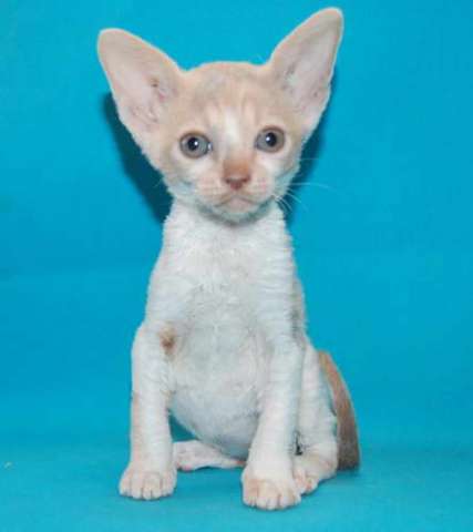 Корниш рекс - кудрявые котята. Корниш рекс - кудрявые котята.