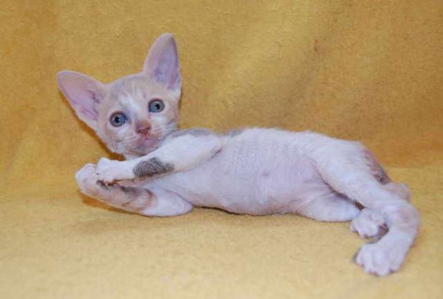 Корниш рекс - кудрявые котята. Корниш рекс - кудрявые котята.