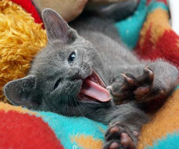 Русские голубые котята Русские голубые котята
