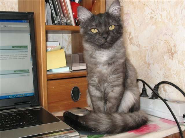 Дымчатая принцесса Алиса с жёлтыми глазами ищет хозяев Дымчатая принцесса Алиса с жёлтыми глазами ищет хозяев