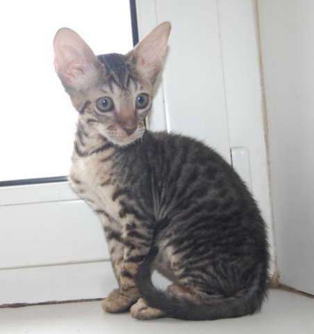 Корниш рекс - кудрявые котята.6000 Корниш рекс - кудрявые котята.6000