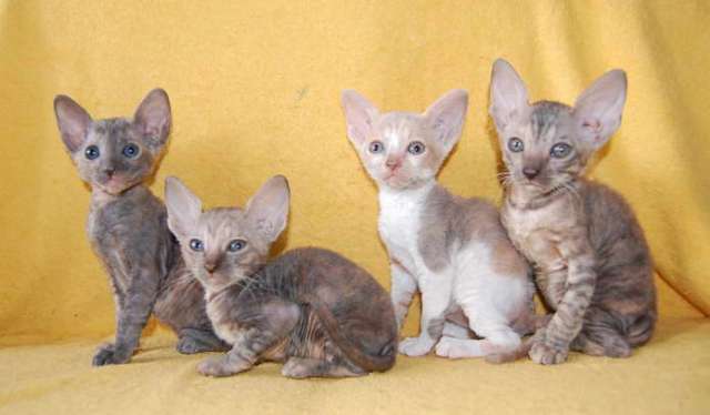 Корниш рекс - кудрявые котята.6000 руб. Корниш рекс - кудрявые котята.6000 руб.