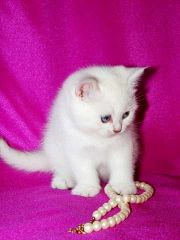 Котик шиншилла поинт шоу-класса. Котик шиншилла поинт шоу-класса.