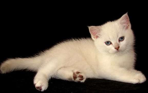 Котик шиншилла поинт шоу-класса Котик шиншилла поинт шоу-класса