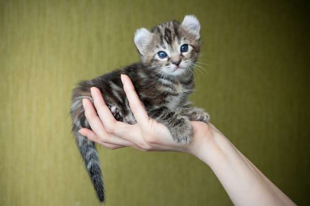 американский керл - котята американский керл - котята