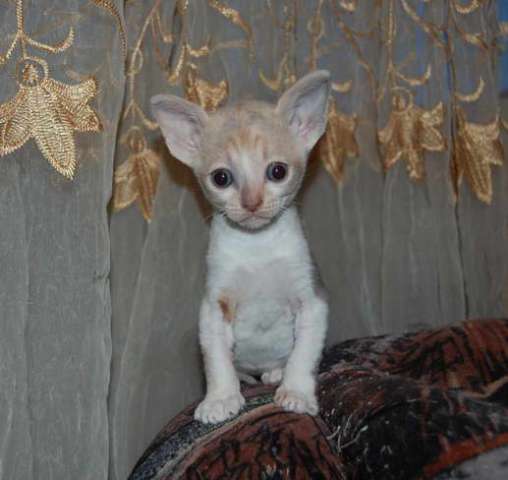 Корниш рекс - кудрявые котята. Корниш рекс - кудрявые котята.