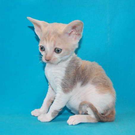 Корниш рекс - кудрявые котята. Корниш рекс - кудрявые котята.