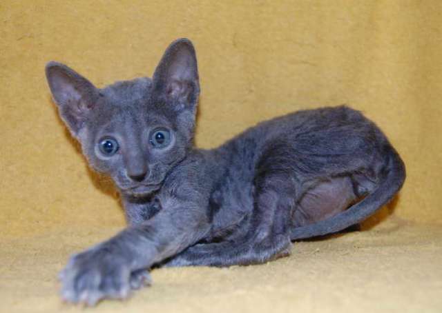 Корниш рекс - кудрявые котята. Корниш рекс - кудрявые котята.