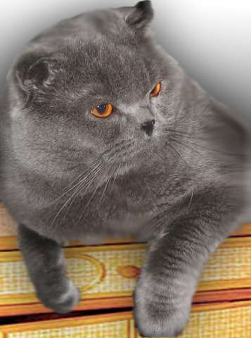 Вислоухий голубой кот приглашает кошек Вислоухий голубой кот приглашает кошек
