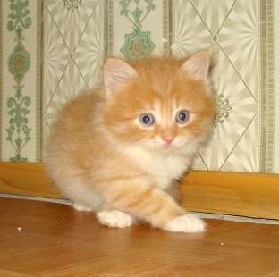 Котята пушистики ищут дом. Котята пушистики ищут дом.