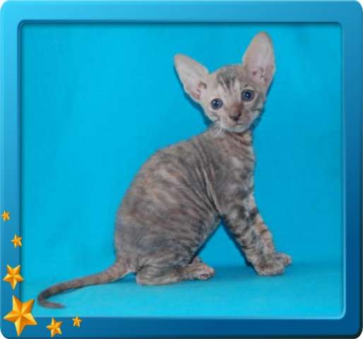 Корниш рекс - кудрявые котята. Корниш рекс - кудрявые котята.