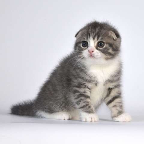 Шотландские котята Шотландские котята