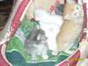 Ангорские Котята Ангорские Котята