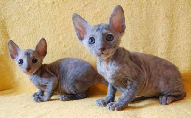 Корниш рекс - кудрявые котята. Корниш рекс - кудрявые котята.