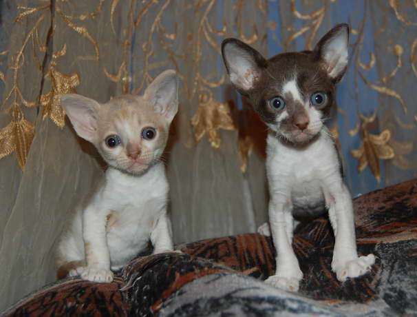 Корниш рекс - кудрявые котята. Корниш рекс - кудрявые котята.