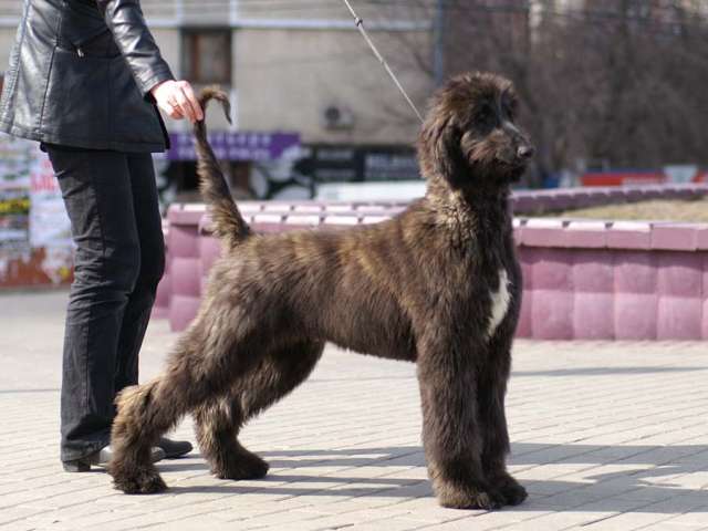 Щенки афгана Щенки афгана