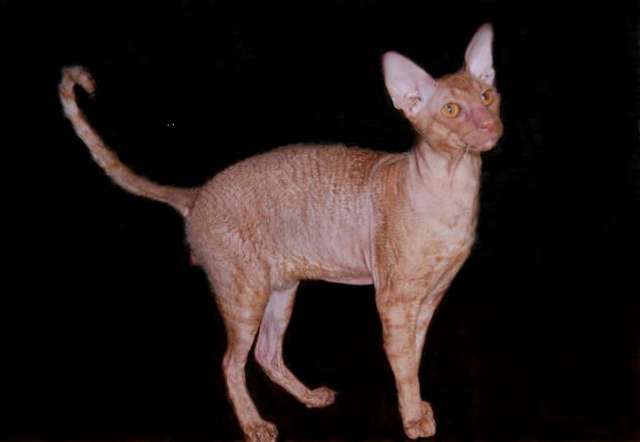 Корниш рекс вязка. Корниш рекс вязка.