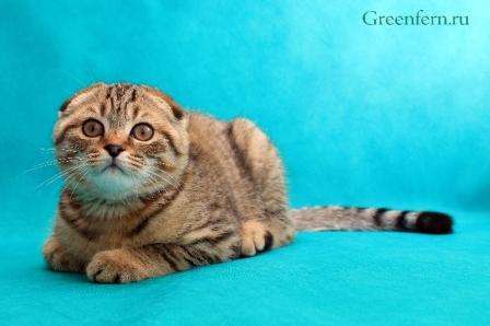 Вислоухий котенок золотой тигренок ШОУ класс Вислоухий котенок золотой тигренок ШОУ класс