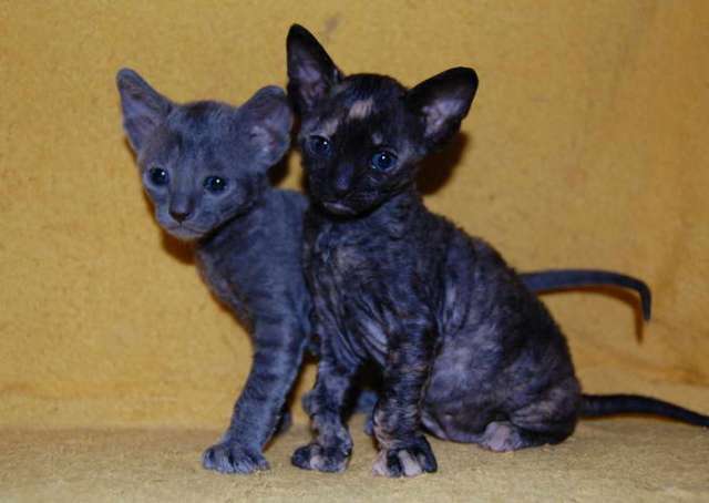 Корниш рекс - кудрявые котята. Корниш рекс - кудрявые котята.