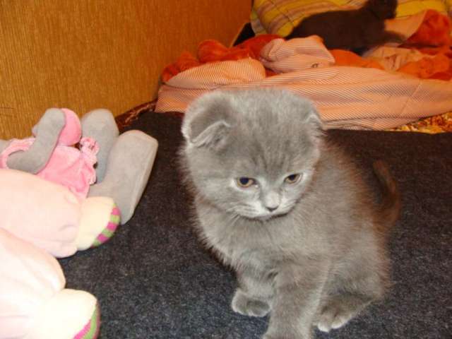шотландские вислоухие котята шотландские вислоухие котята