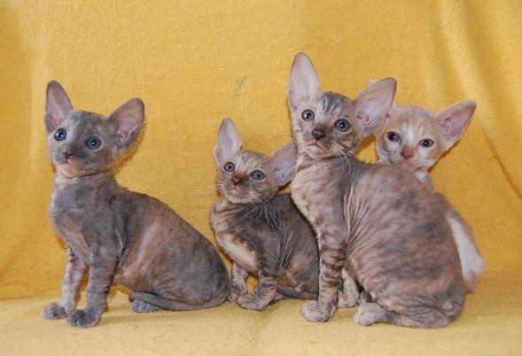Корниш рекс - кудрявые котята. Корниш рекс - кудрявые котята.