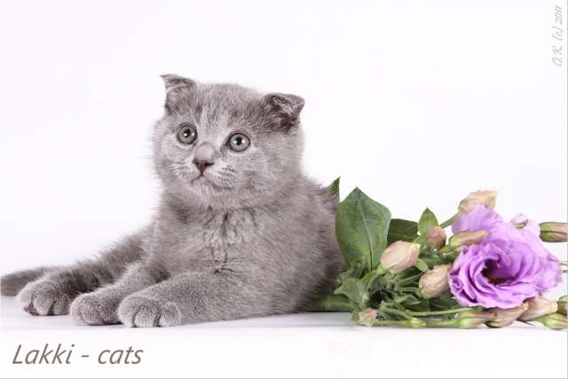 это не кот, вернее, не совсем кот)))) Коточеловечек!!! это не кот, вернее, не совсем кот)))) Коточеловечек!!!