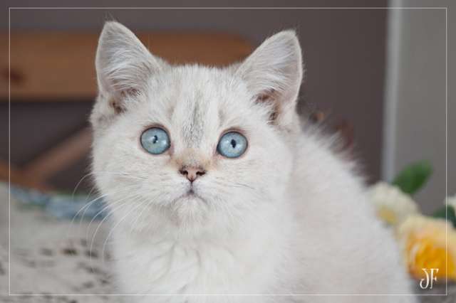 Британская кошечка Бриджит Бордо Британская кошечка Бриджит Бордо