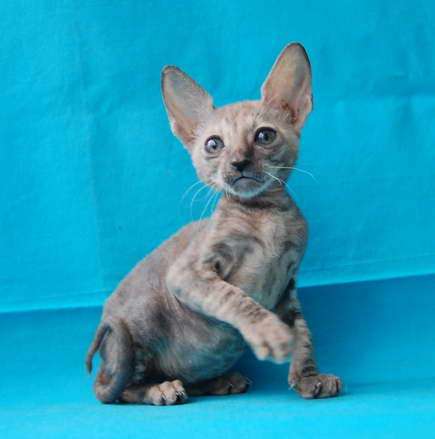 Корниш рекс - кудрявые котята. Корниш рекс - кудрявые котята.